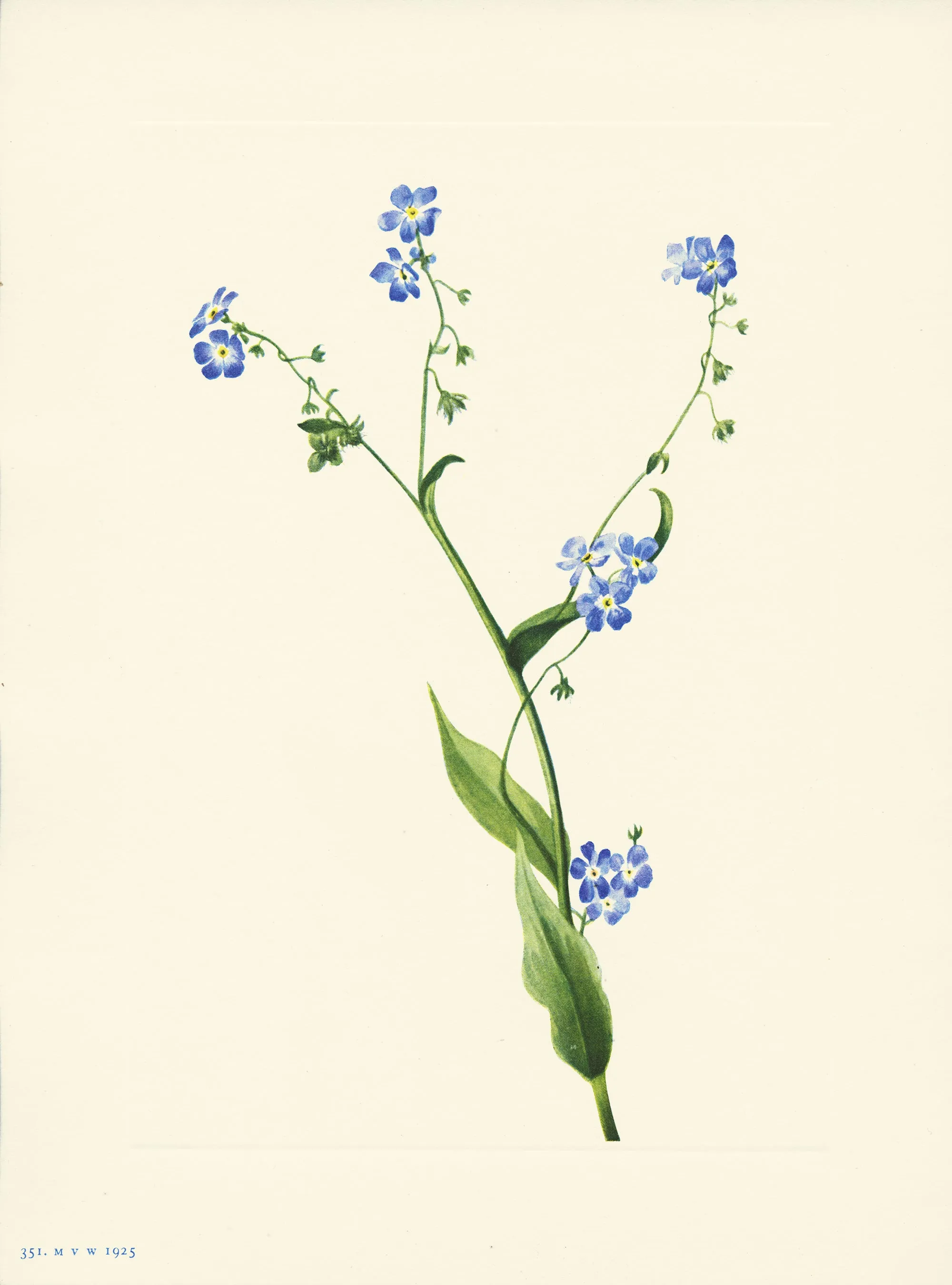 Bur Forget Me Not